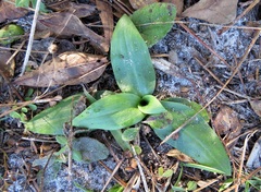 Spiranthes tuberosa