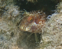 Parablennius marmoreus