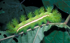 Automeris liberia