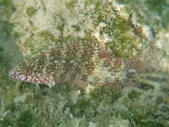 Malacoctenus macropus