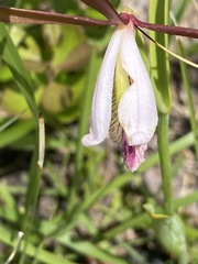 Cleistesiopsis
