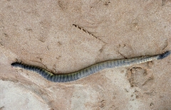 Hydrophis curtus