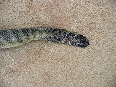 Hydrophis curtus
