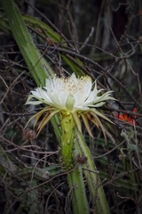 Selenicereus spinulosus
