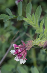 Vicia benghalensis