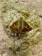 Dalla genes saleca