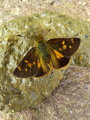 Dalla genes saleca