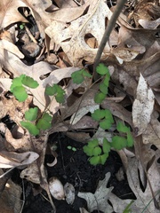 Aquilegia canadensis