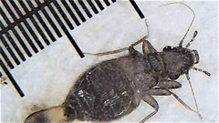 Lepinotus