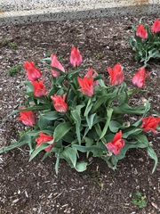 Tulipa