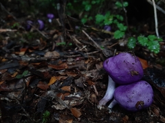 Cortinarius porphyroideus