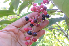 Miconia trinervia