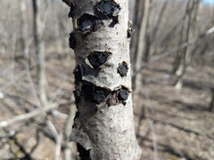 Biscogniauxia repanda