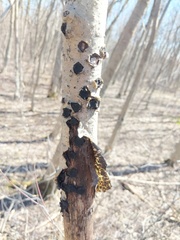 Biscogniauxia repanda