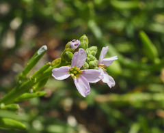 Cakile edentula edentula