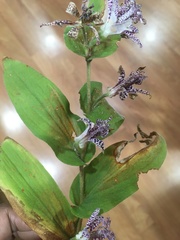 Tricyrtis formosana
