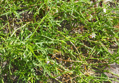 Cakile edentula edentula