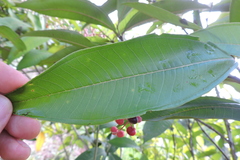 Miconia trinervia