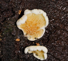 Pseudomerulius
