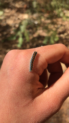 Malacosoma constricta