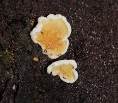 Pseudomerulius