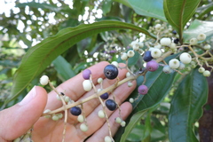 Miconia trinervia