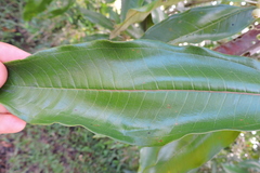 Miconia trinervia