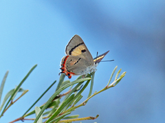 Pseudalmenus chlorinda