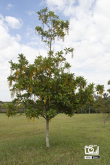 Lophanthera lactescens