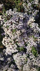 Ceanothus jepsonii