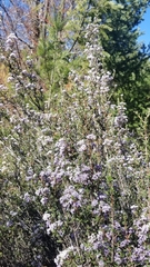 Ceanothus jepsonii
