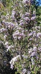 Ceanothus jepsonii