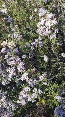 Ceanothus jepsonii
