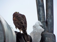 Parabuteo unicinctus