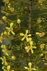 Lophanthera lactescens
