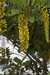 Lophanthera lactescens