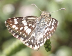 Burnsius adepta