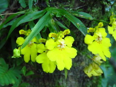 Erycina