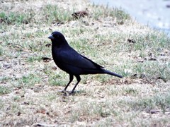 Molothrus bonariensis