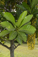 Lophanthera lactescens
