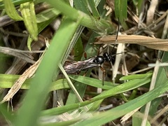 Diplazon laetatorius