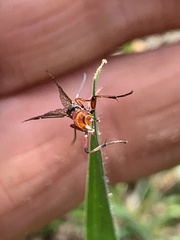 Diplazon laetatorius