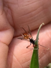 Diplazon laetatorius