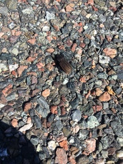 Carabus maeander