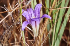 Brodiaea elegans