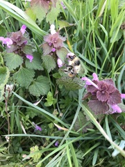 Bombus