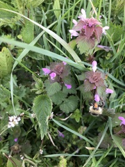 Bombus