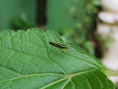 Sibovia sagata