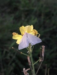 Rhodometra sacraria