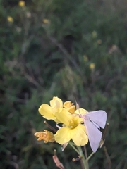 Rhodometra sacraria